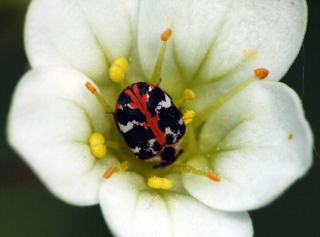 Foto prossimo piano di un insetto sul fiore