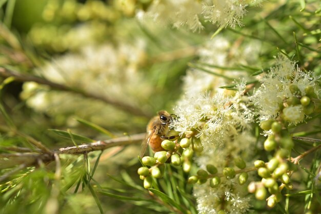 Foto prossimo piano di un insetto sul fiore