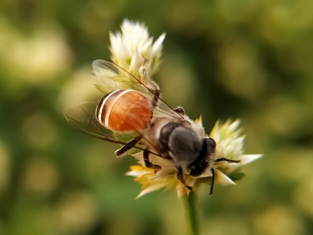 Close-up of insect on flower