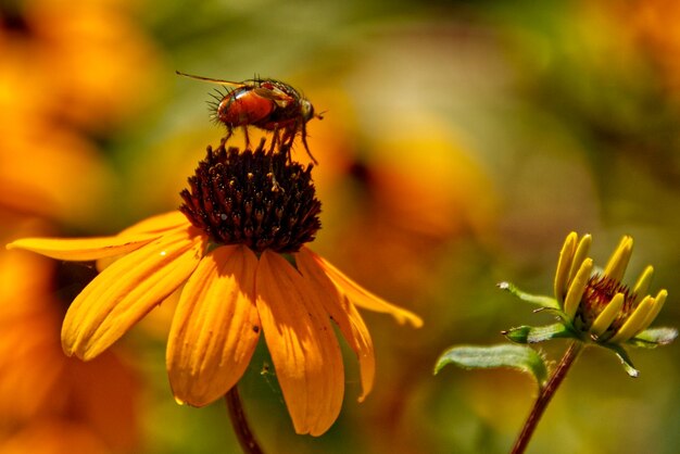 Close-up of insect on flower