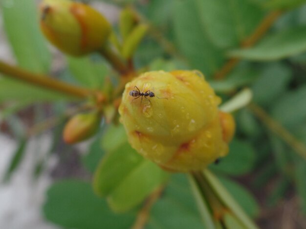 Close-up of insect on flower