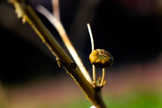 Photo close-up of insect on flower