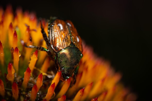 Photo close-up of insect on flower