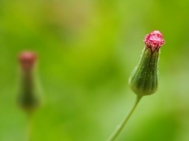 Close-up of insect on flower