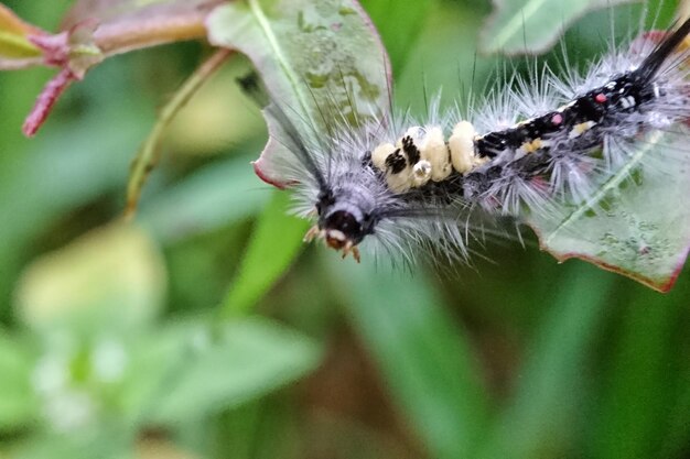 Close-up of insect on flower