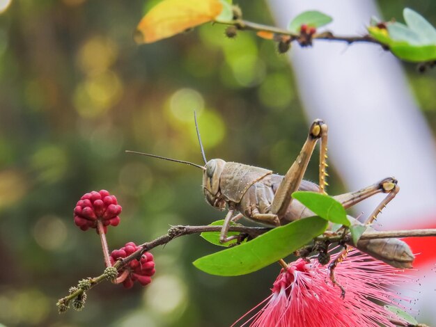 Foto prossimo piano di un insetto sul fiore