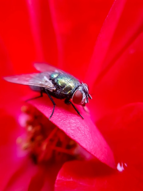 Close-up of insect on flower