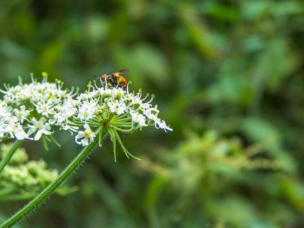 Close-up of insect on flower