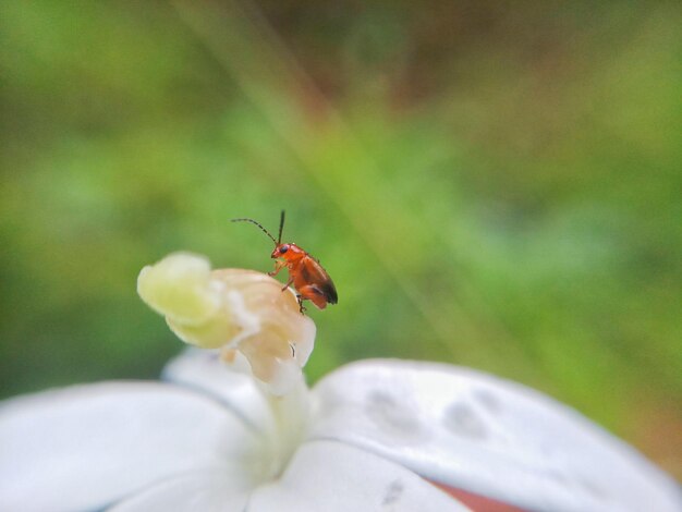 Close-up of insect on flower