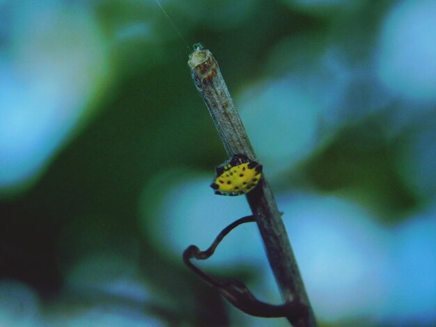 Foto prossimo piano di un insetto sul fiore