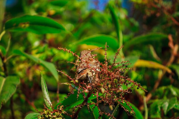 Close-up of insect on flower