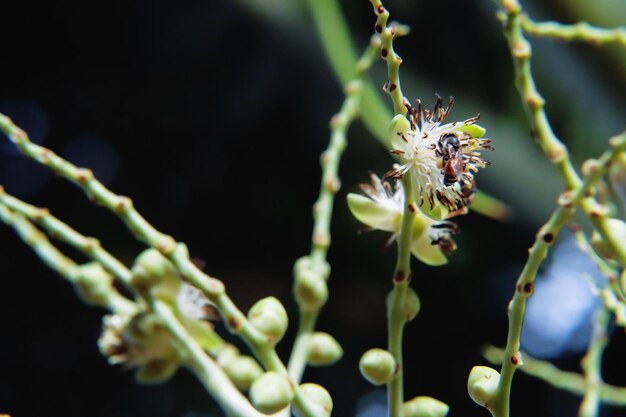 Foto prossimo piano di un insetto sul fiore