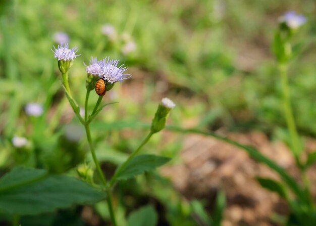 Photo close-up of insect on flower