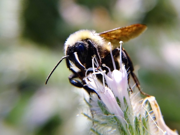 Photo close-up of insect on flower