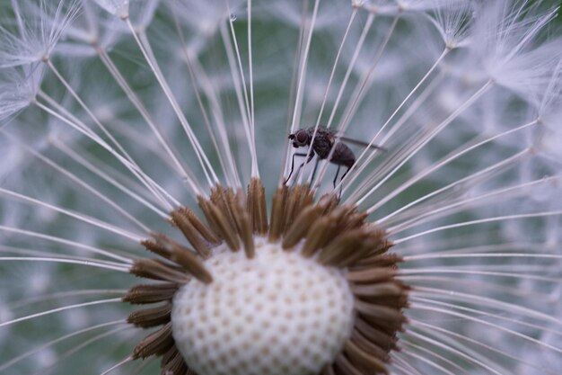 Close-up of insect on flower