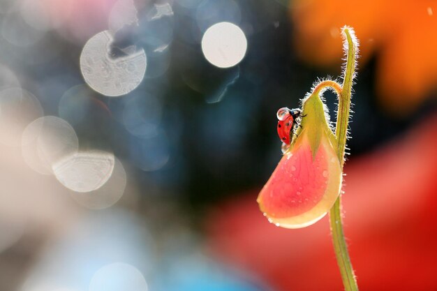 Photo close-up of insect on flower