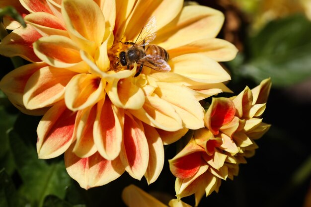 Foto prossimo piano di un insetto sul fiore