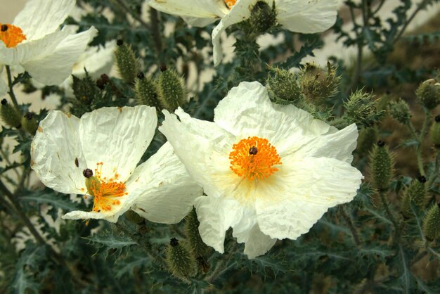 Foto prossimo piano di un insetto sul fiore