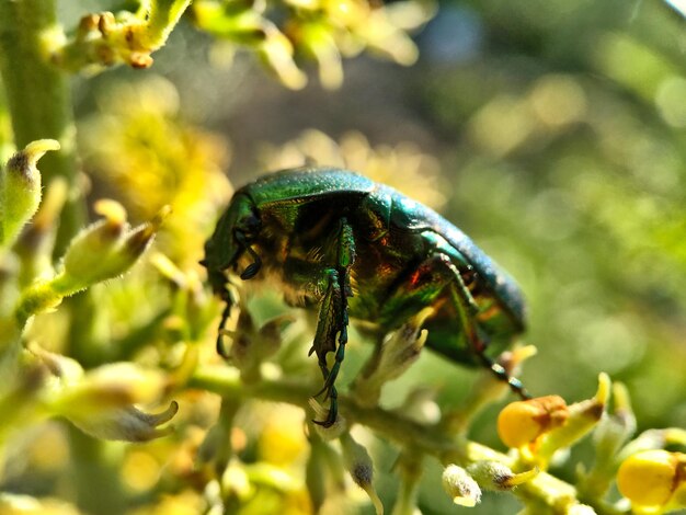 Photo close-up of insect on flower