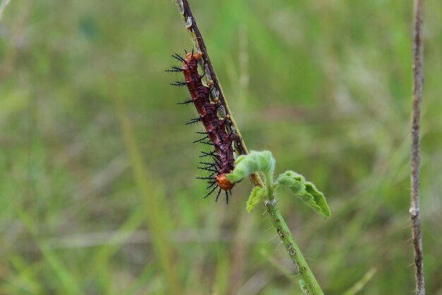 Close-up of insect on flower