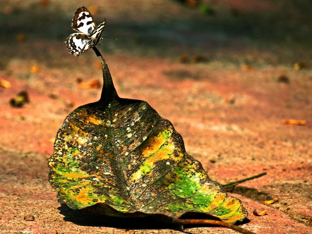 Foto prossimo piano di un insetto sul fiore