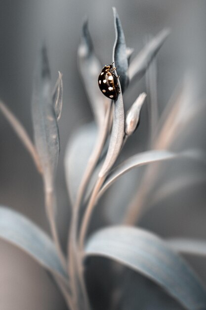 Photo close-up of insect on flower