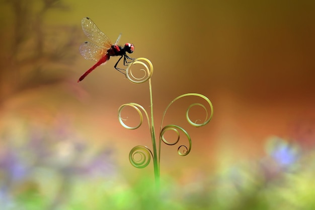 Foto prossimo piano di un insetto sul fiore