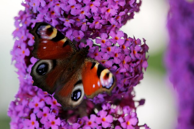 Photo close-up of insect on flower