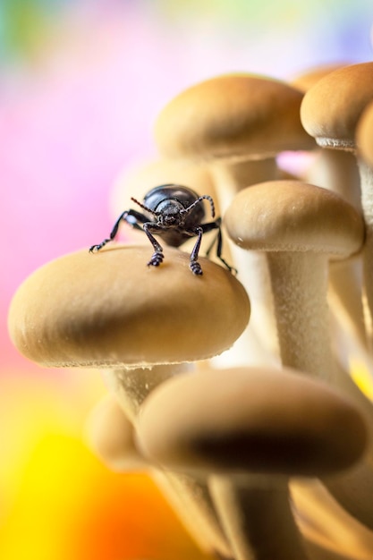 Foto prossimo piano di un insetto sul fiore