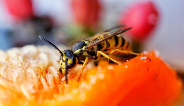 Close-up of insect on flower