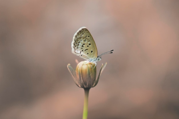 花の上の昆虫のクローズアップ