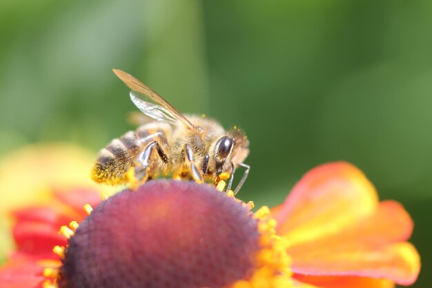 Photo close-up of insect on flower