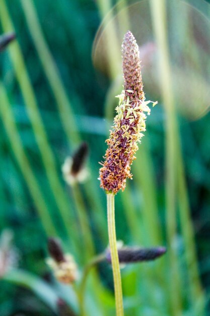 Photo close-up of insect on flower