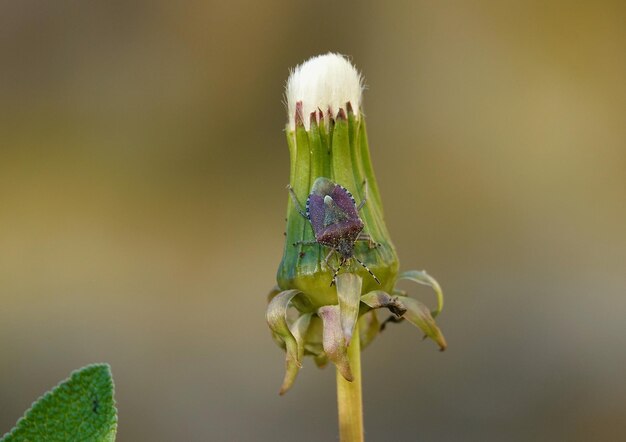 Foto prossimo piano di un insetto sul fiore