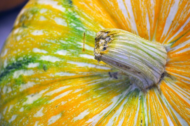 Photo close-up of insect on a flower