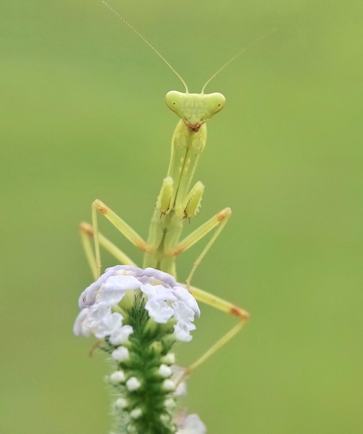 Foto prossimo piano di un insetto sul fiore