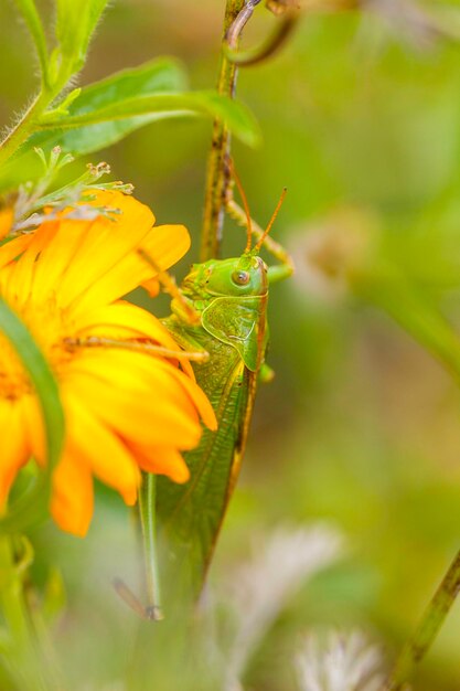 Close-up of insect on flower