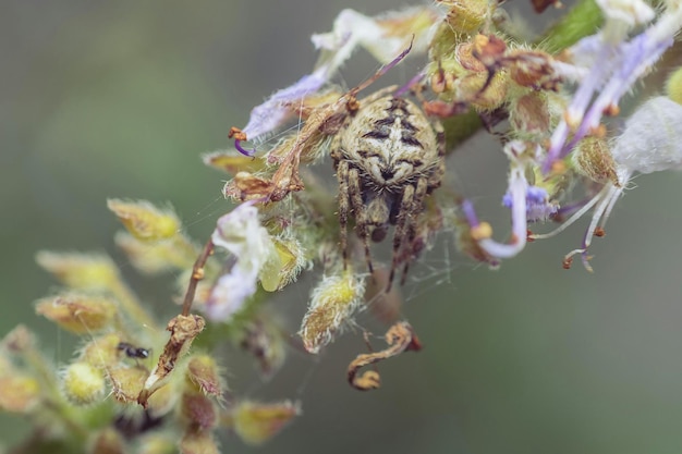 Foto prossimo piano di un insetto sul fiore