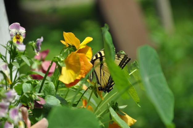 Close-up of insect on flower