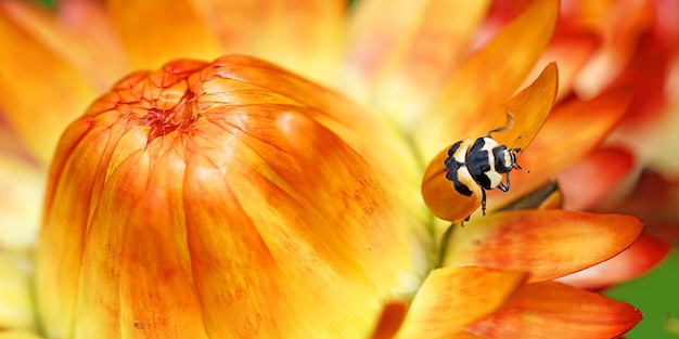 Close-up of insect on flower