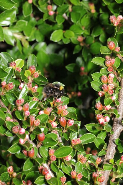 Photo close-up of insect on flower