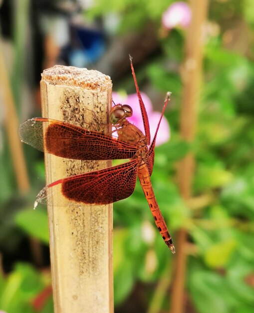 Close-up of insect on flower