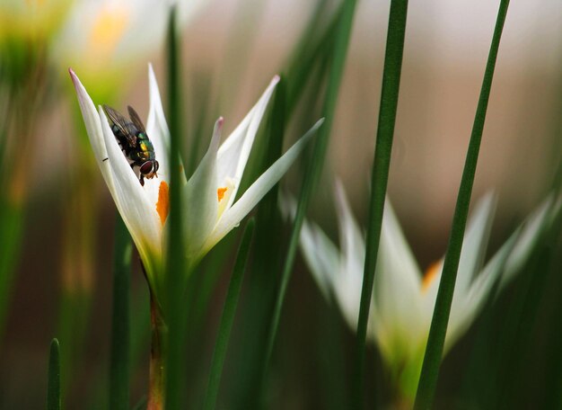 Foto prossimo piano di un insetto sul fiore