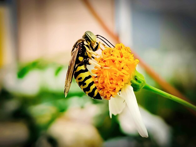 Foto prossimo piano di un insetto sul fiore