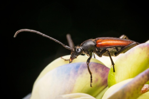 close-up of insect on flower