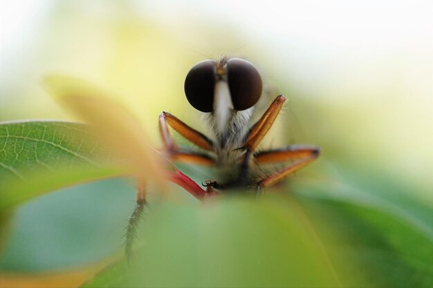 Close-up of insect on flower