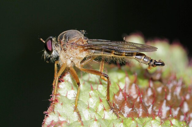 Photo close-up of insect on flower