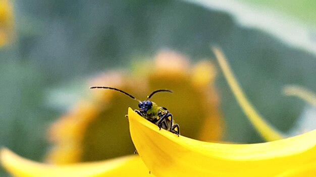 Close-up of insect on flower