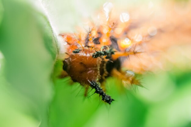 Close-up of insect on flower