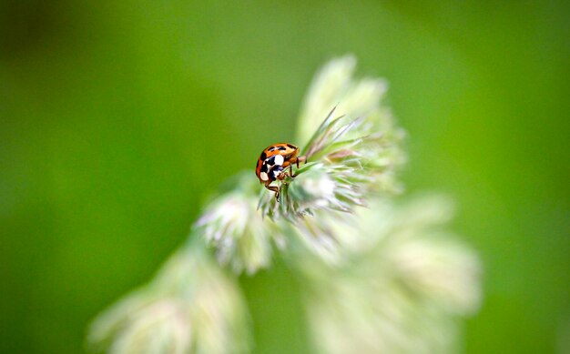 Close-up of insect on flower